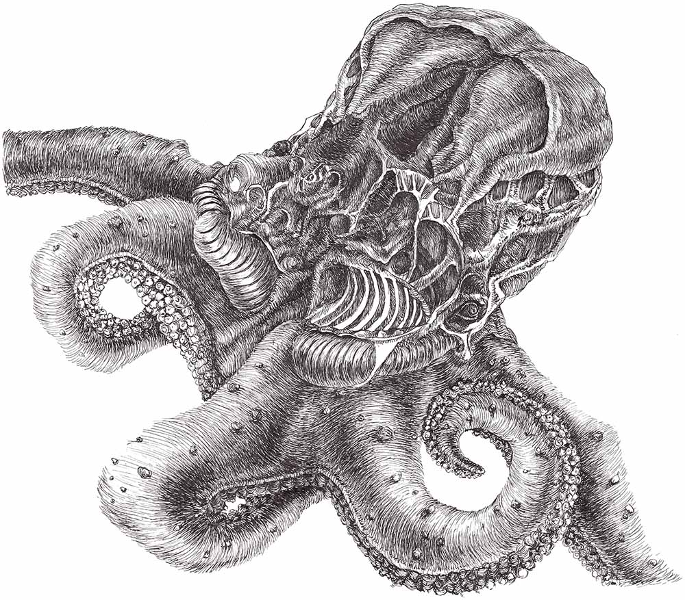 Detailed pen and ink drawing of an octopus with visible anatomical and organic structures, by Neringa Zibaite.